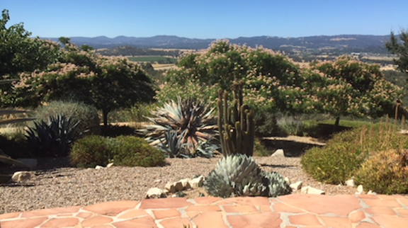 cacti view