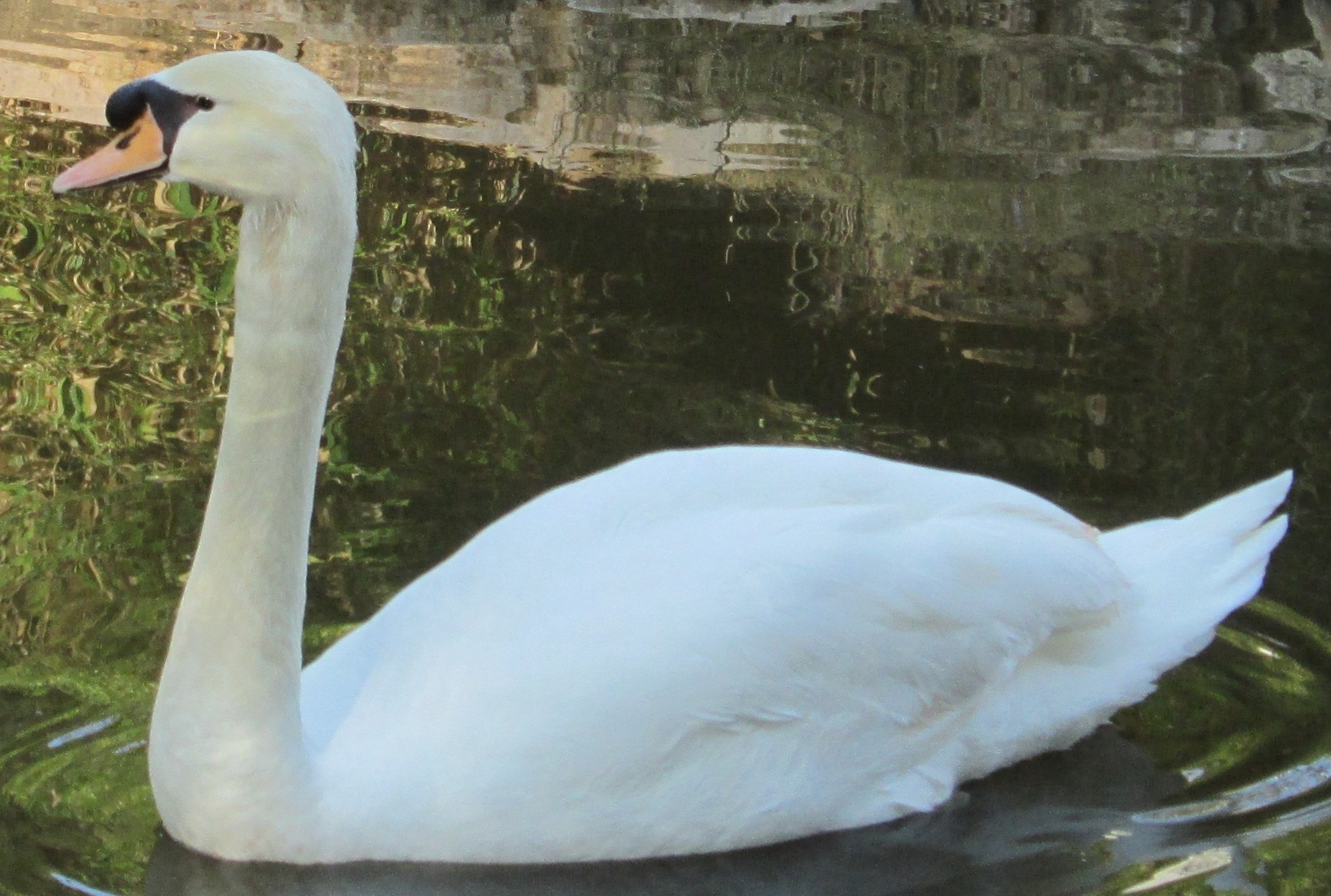 Elegant Occupant by KJ Hannah Greenberg