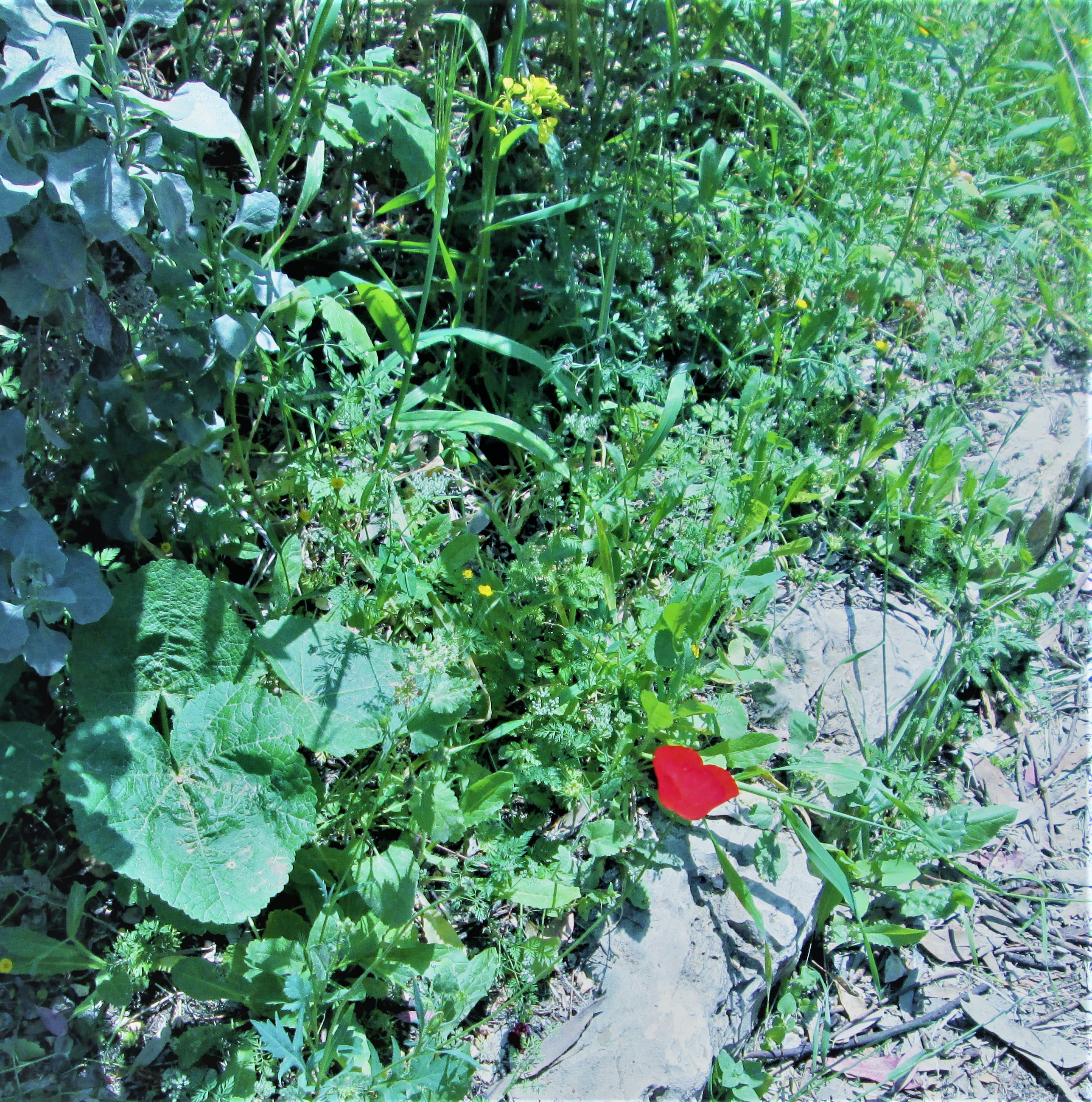 A Bit of Red by KJ Hannah Greenberg