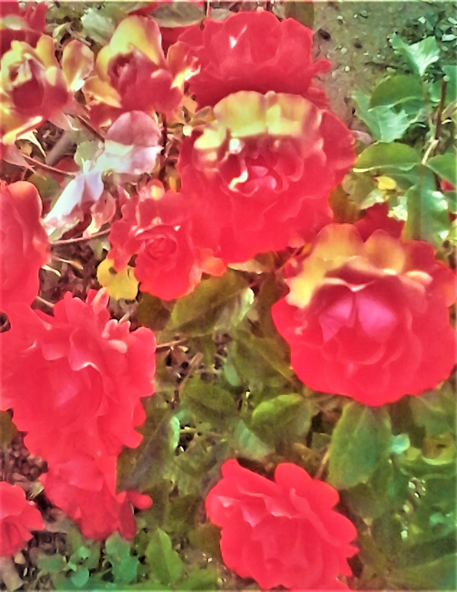 Sunset Roses by KJ Hannah Greenberg
