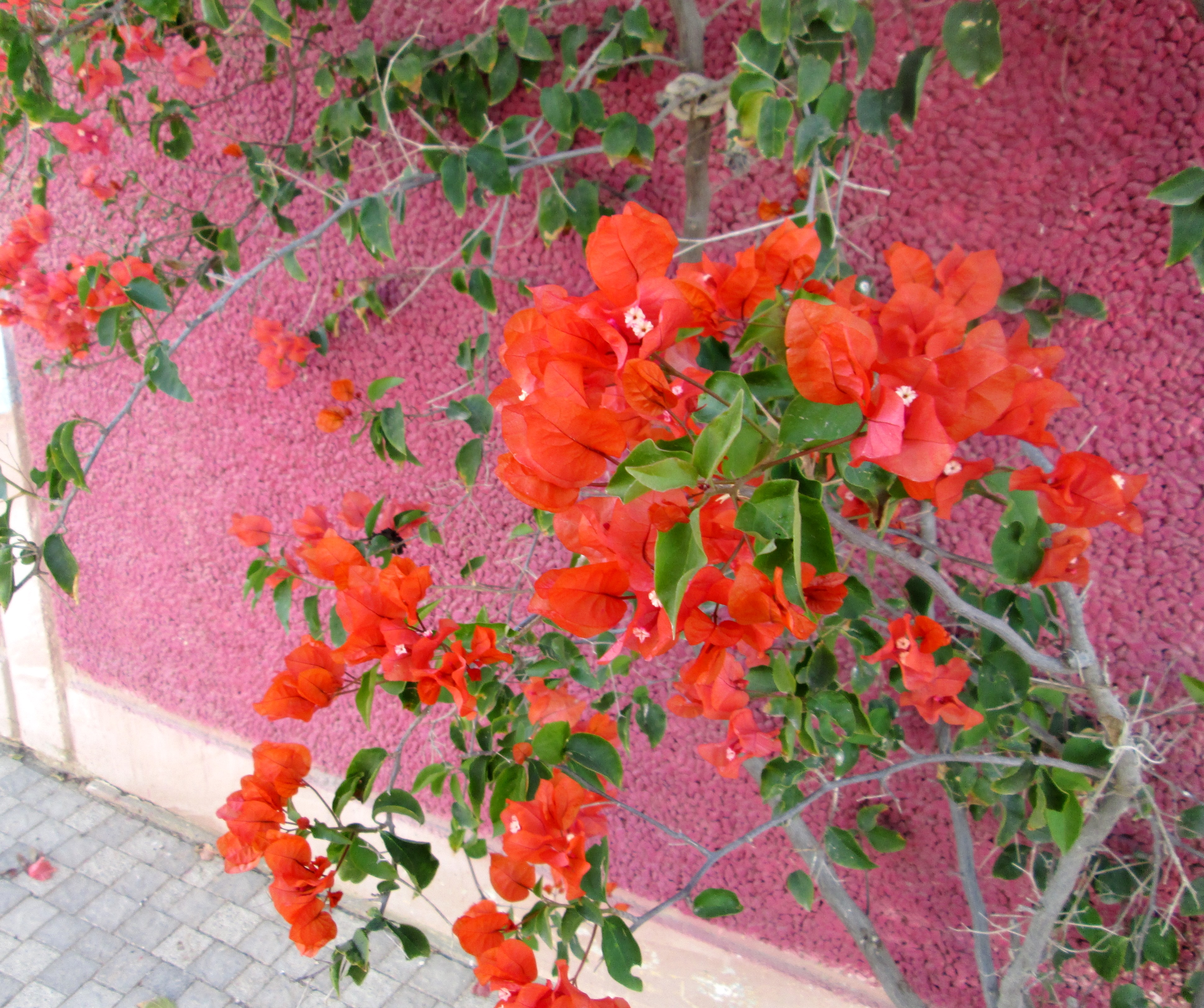 Flowers In Red by KJ Hannah Greenberg