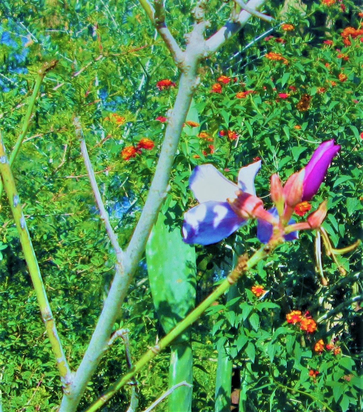 Bud 4 by KJ Hannah Greenberg