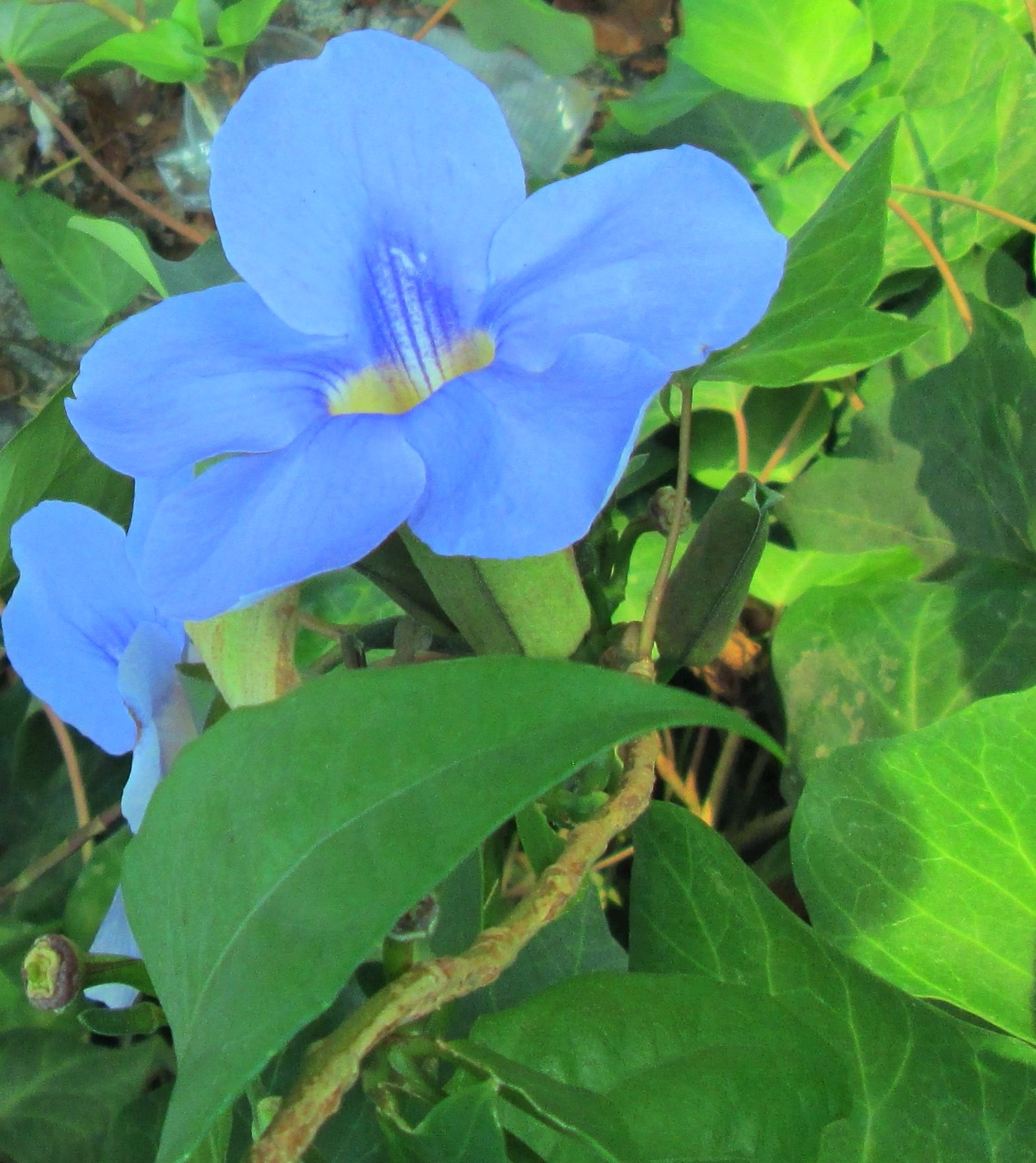 Purple Flower 3 by KJ Hannah Greenberg