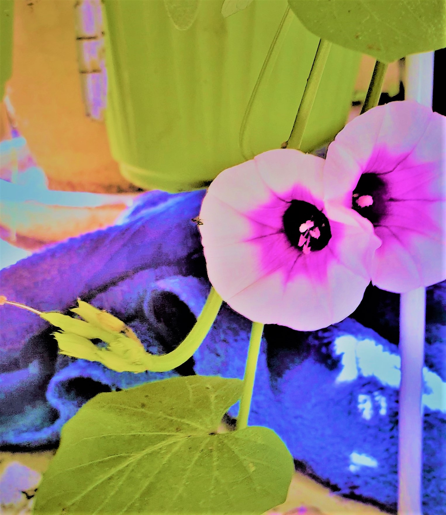 Yam Flowers by KJ Hannah Greenberg
