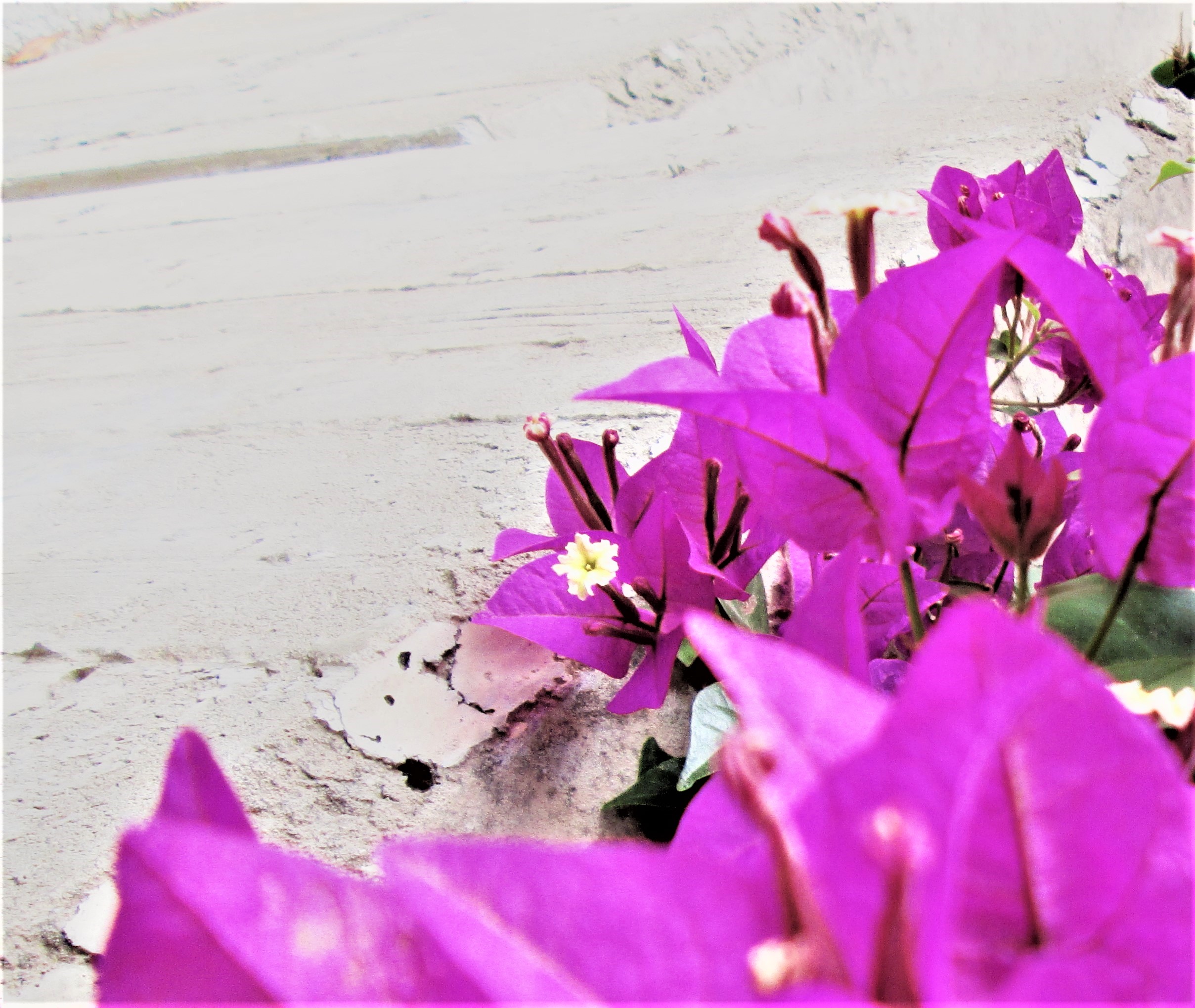 Bougainvilea by KJ Hannah Greenberg