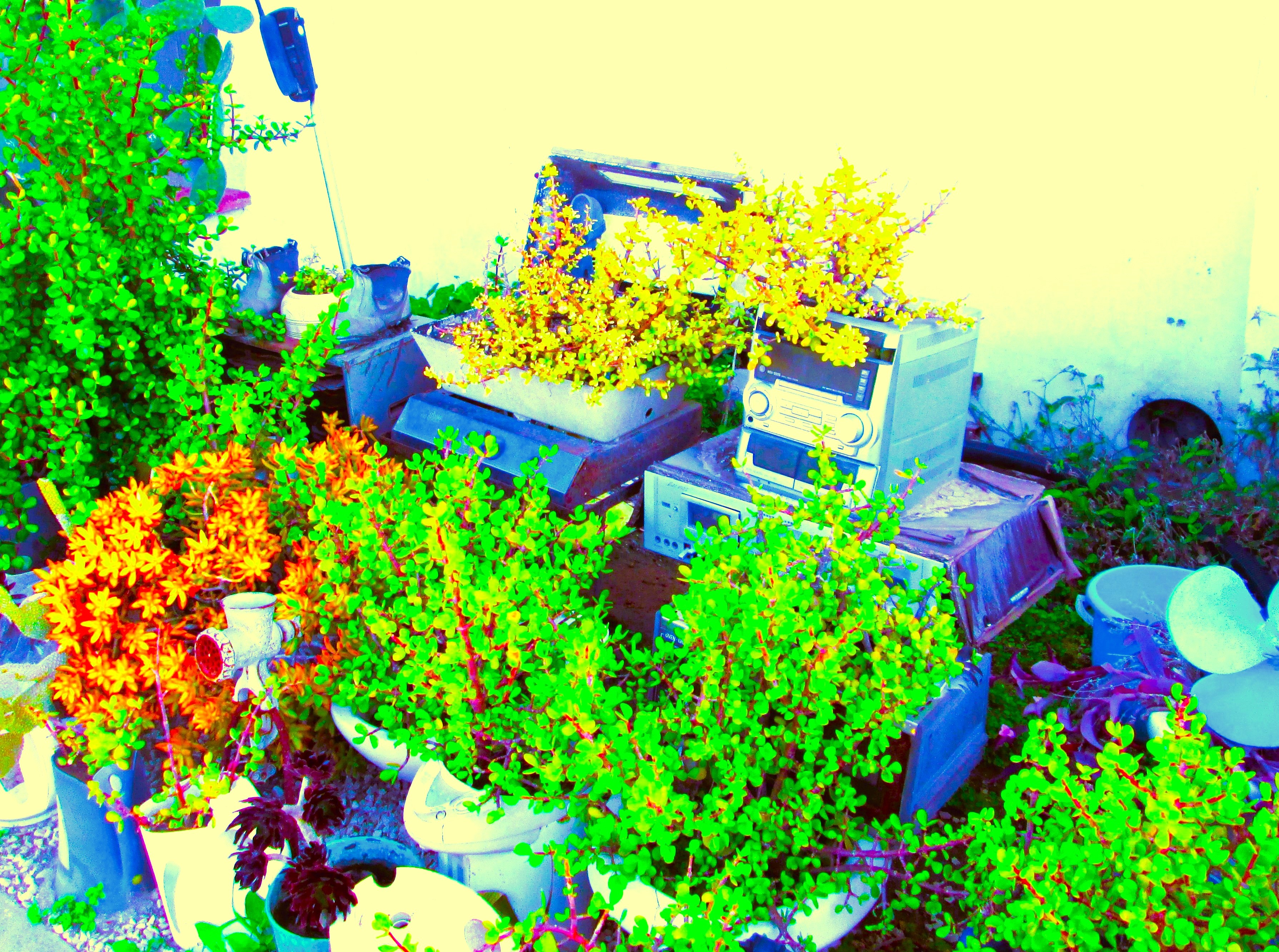 Computer Garden by KJ Hannah Greenberg