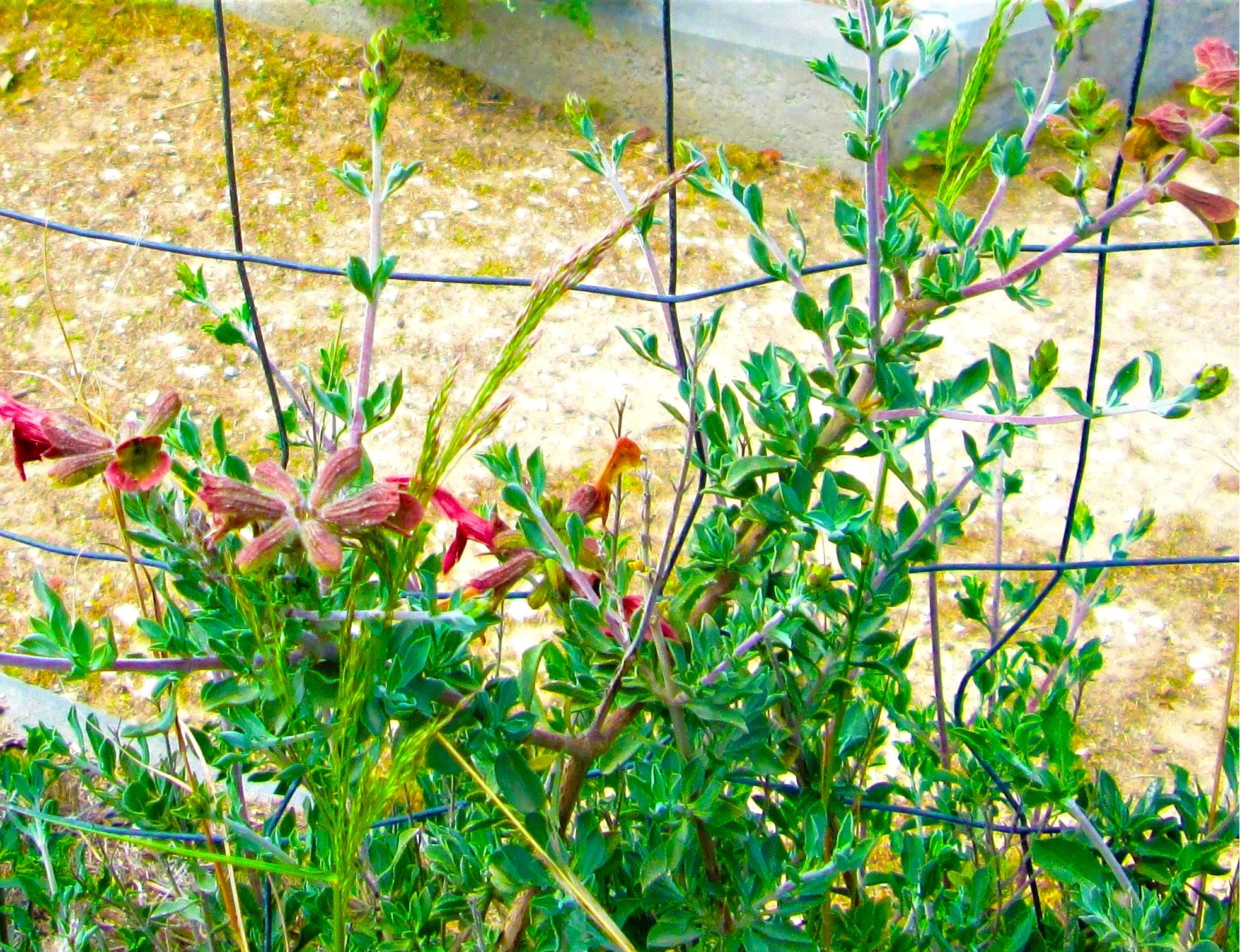 Fence Fastened by KJ Hannah Greenberg