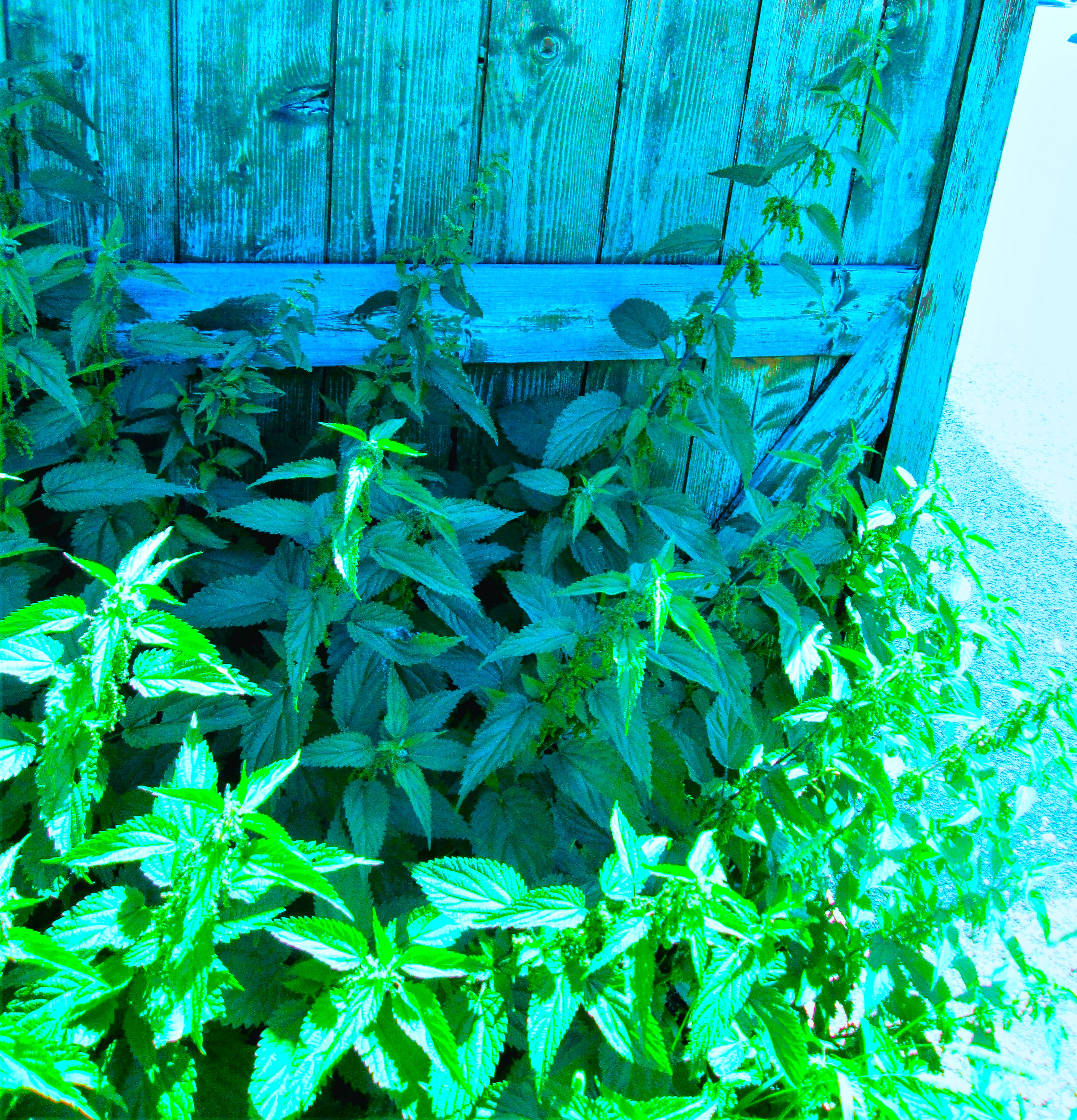 Mint by KJ Hannah Greenberg