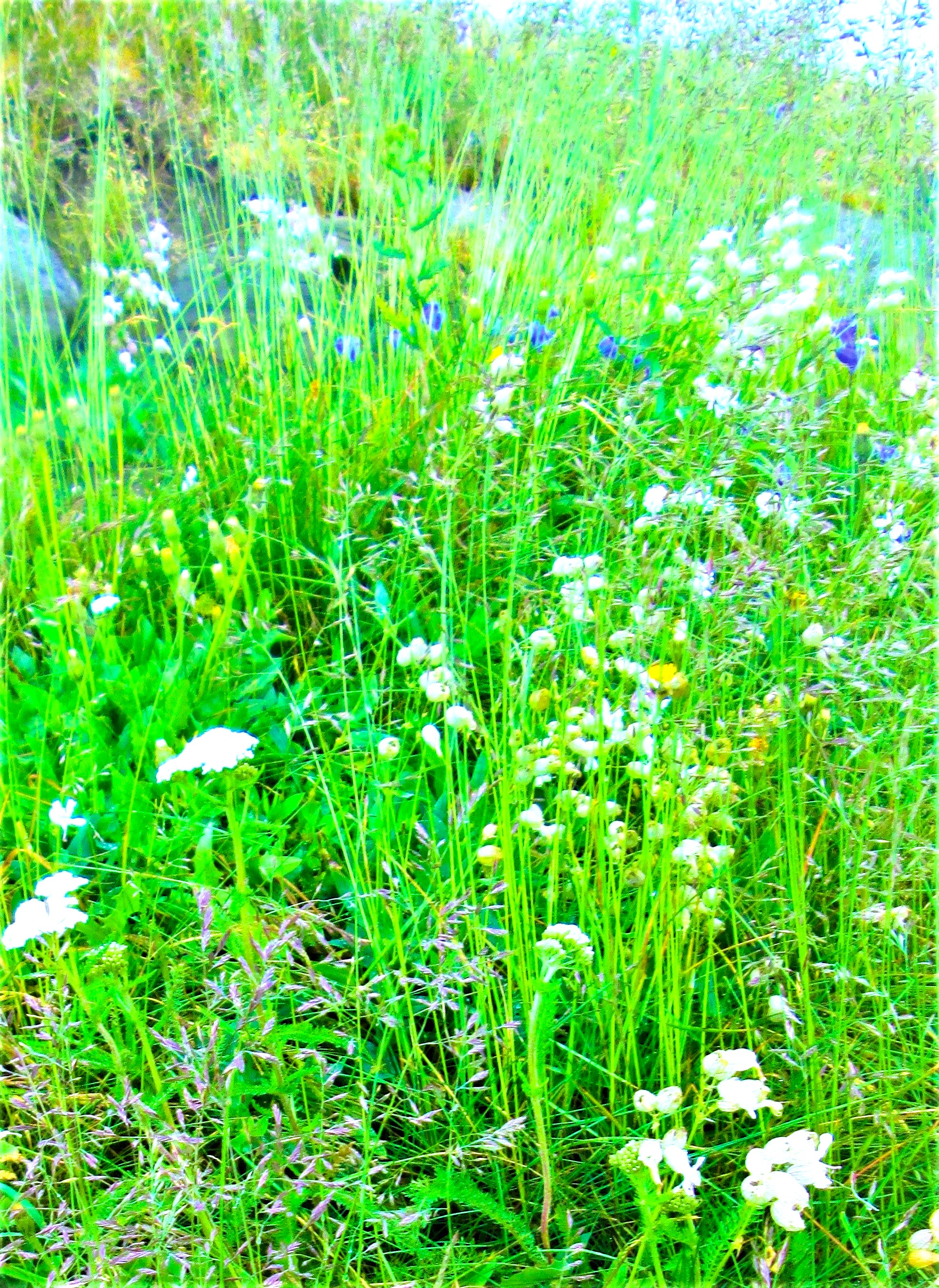 Springtime Spray by KJ Hannah Greenberg