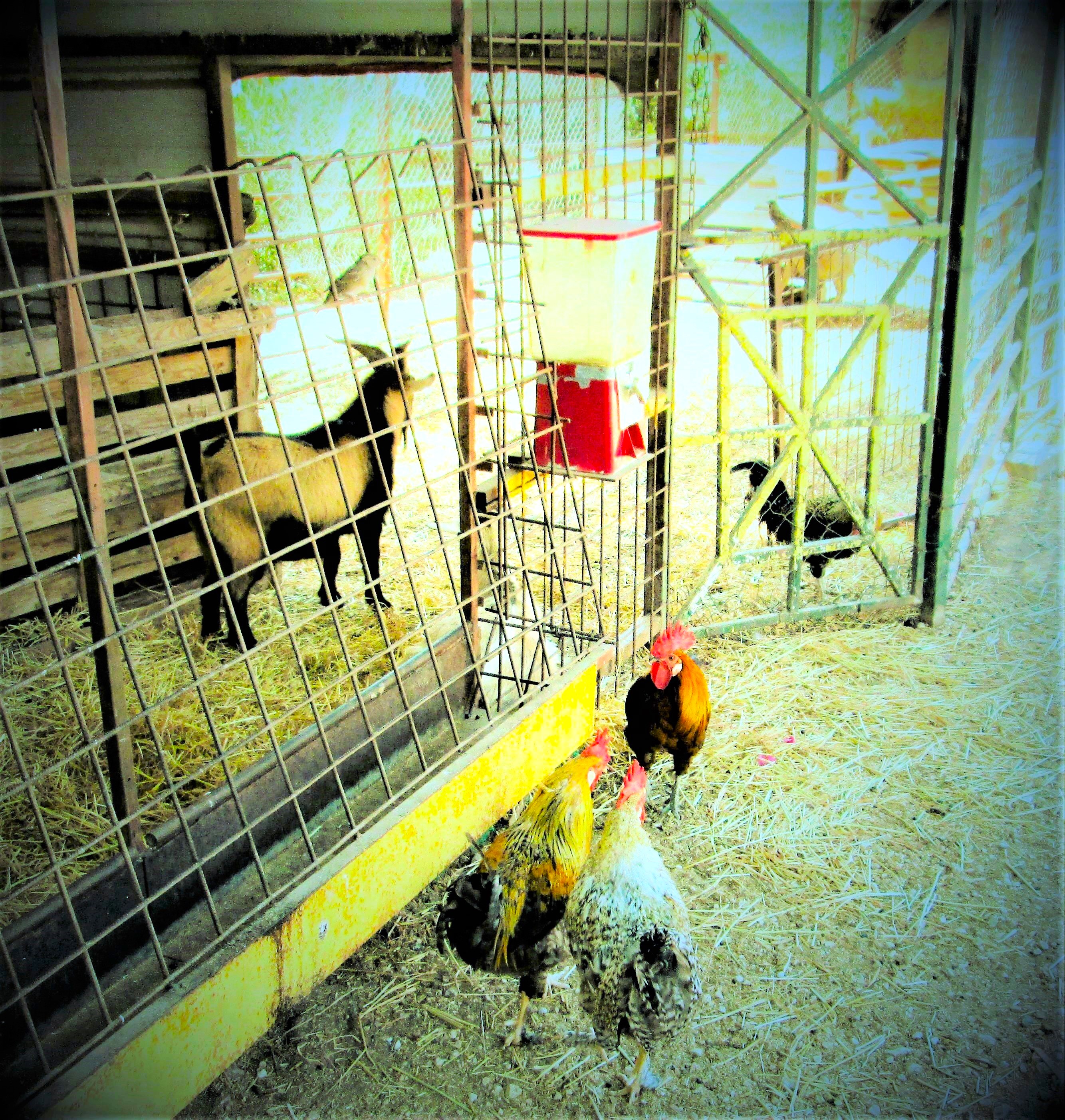 Barnyard Neighbors by KJ Hannah Greenberg