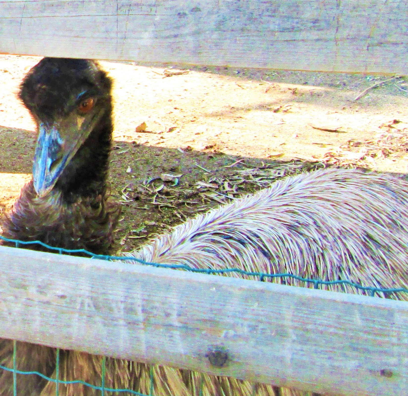 Emu Ima by KJ Hannah Greenberg