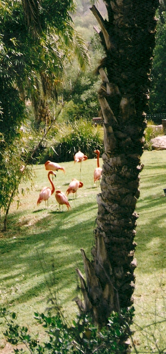 Flamingos by KJ Hannah Greenberg