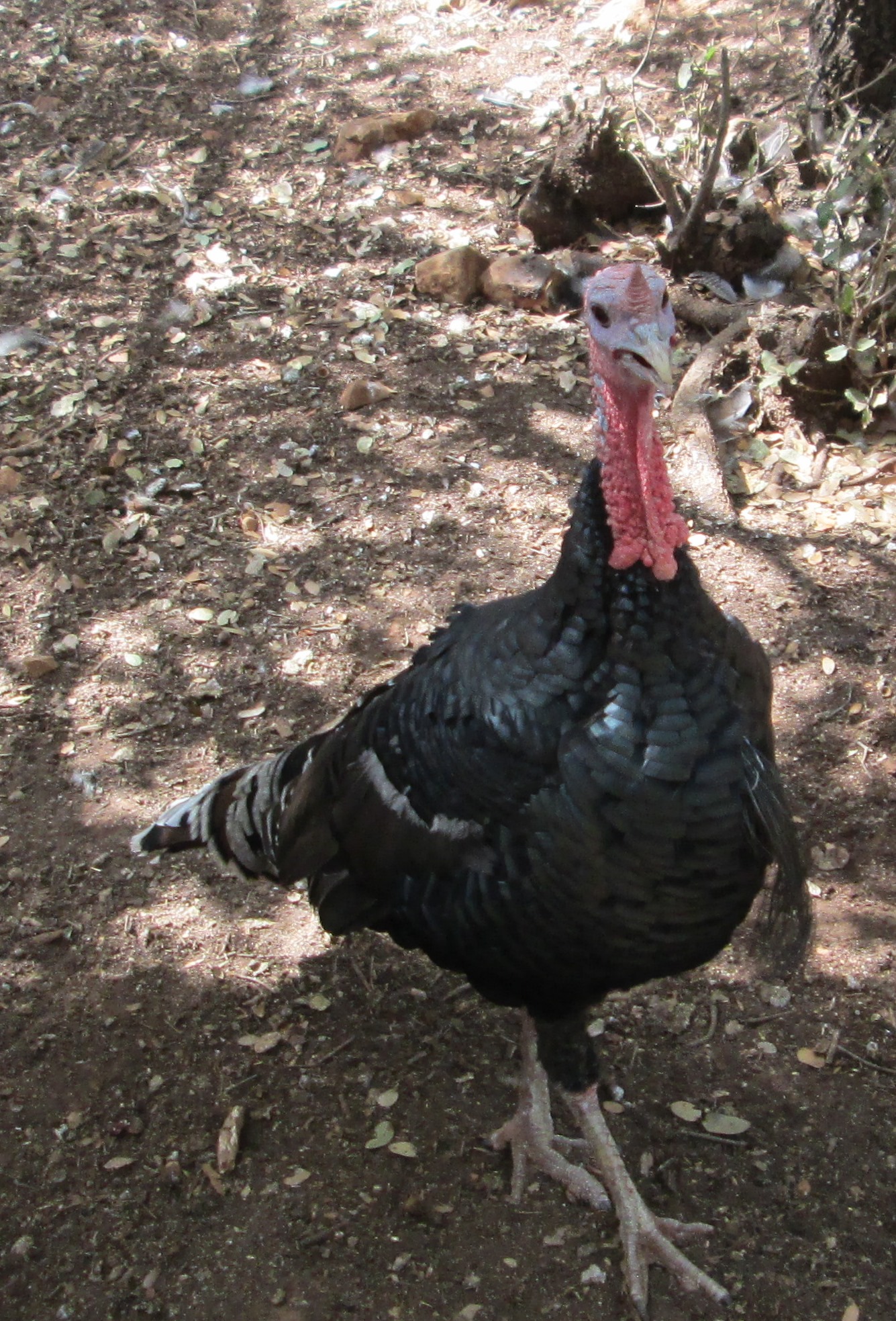 Talking Turkey by KJ Hannah Greenberg