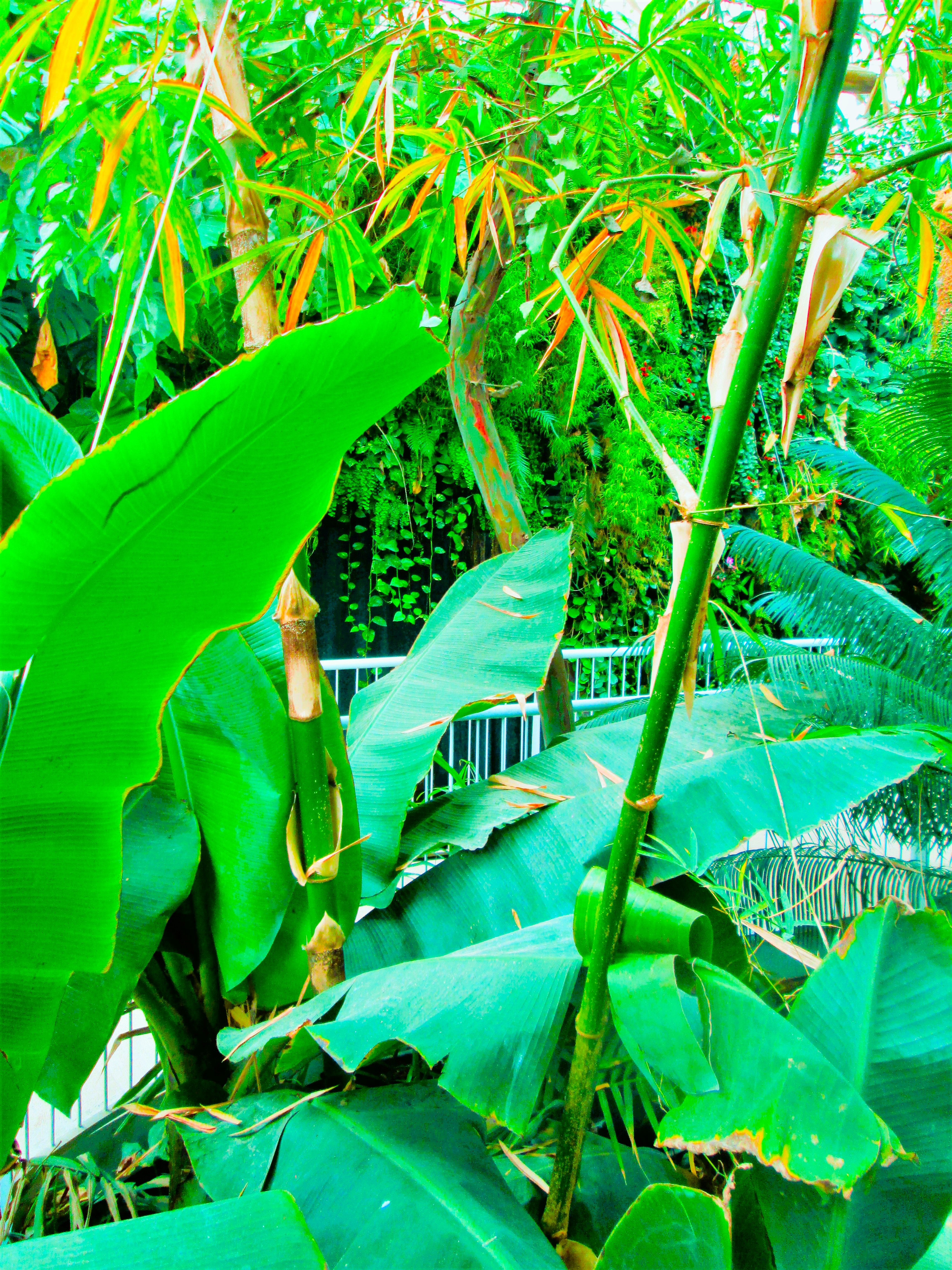 Bamboo and Banana by KJ Hannah Greenberg