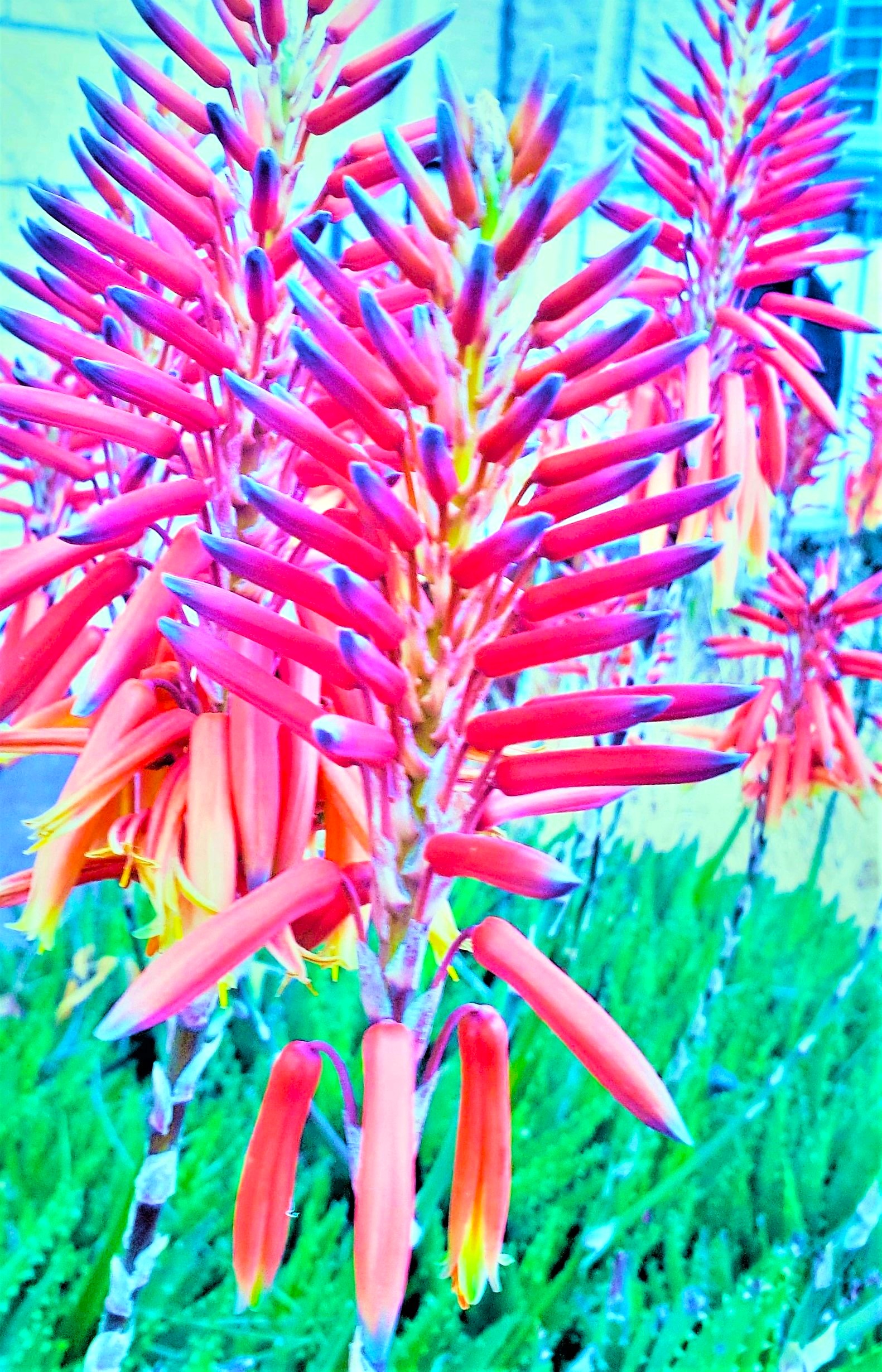 Bright Pink by KJ Hannah Greenberg
