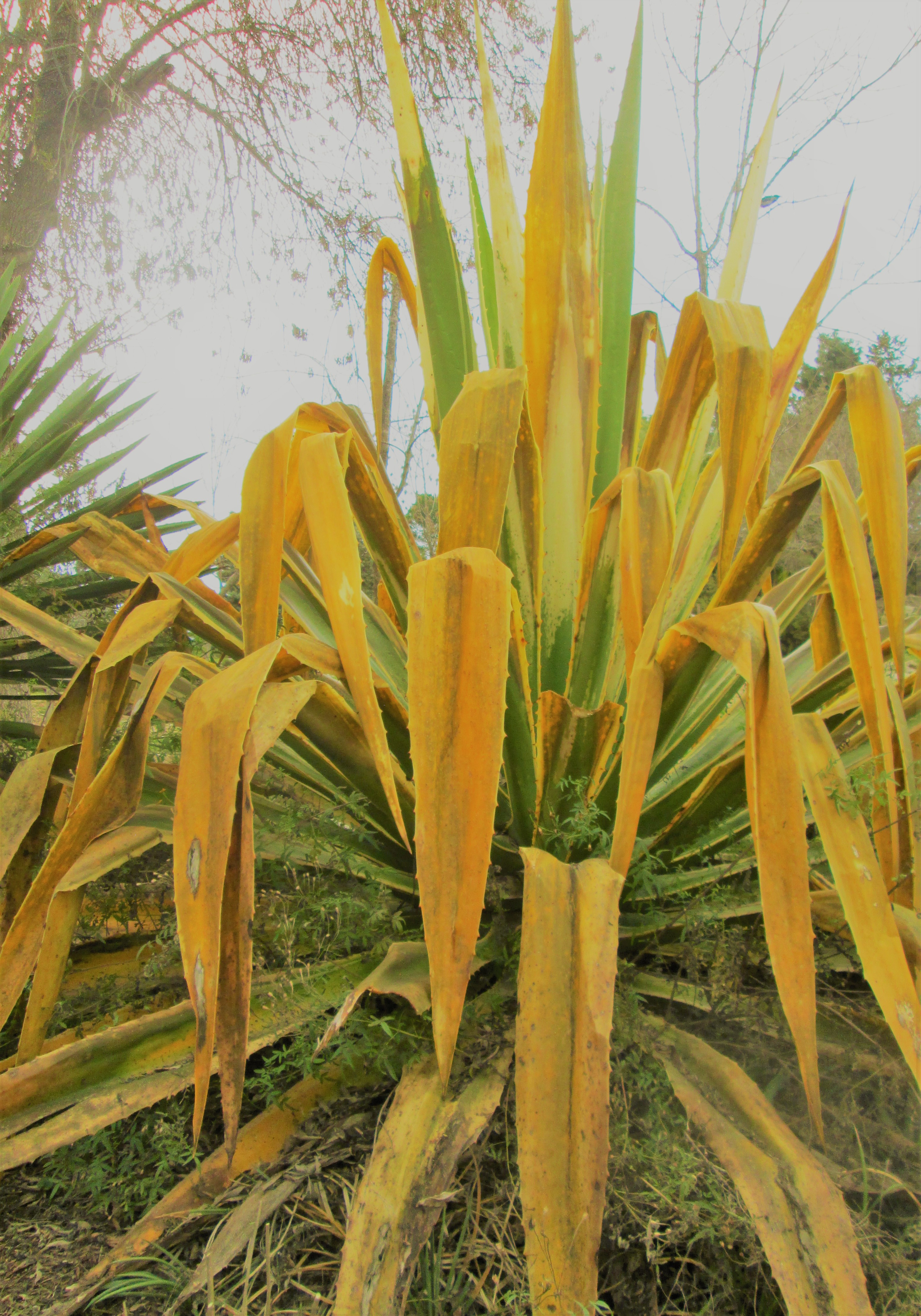 Aloe16 by KJ Hannah Greenberg