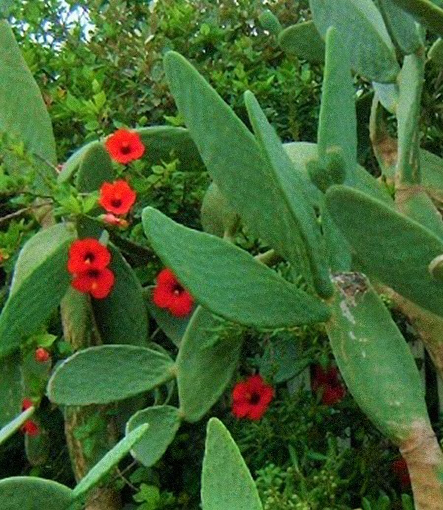 Cactus Flower 6 by KJ Hannah Greenberg