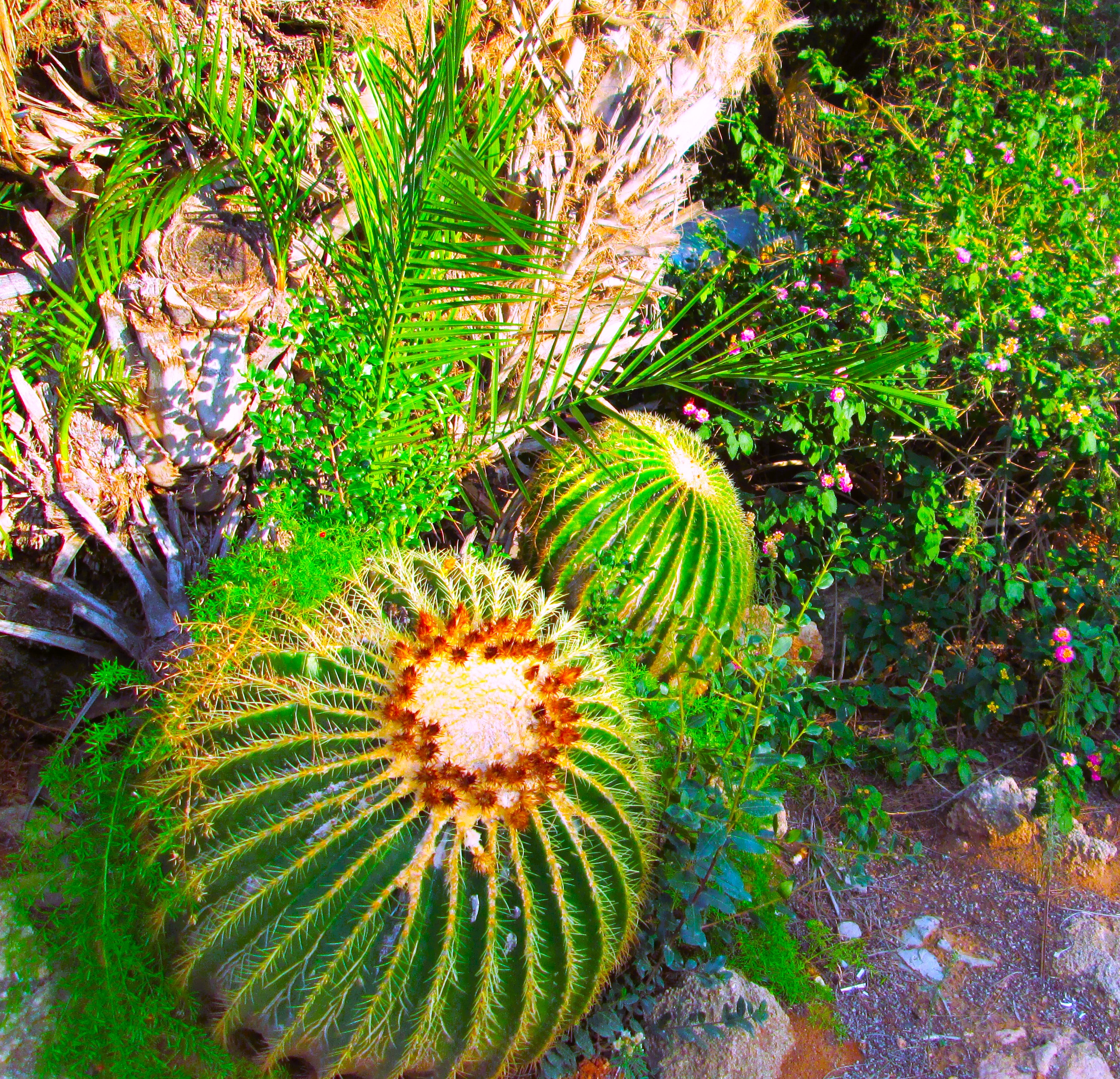 Night Cacti by KJ Hannah Greenberg
