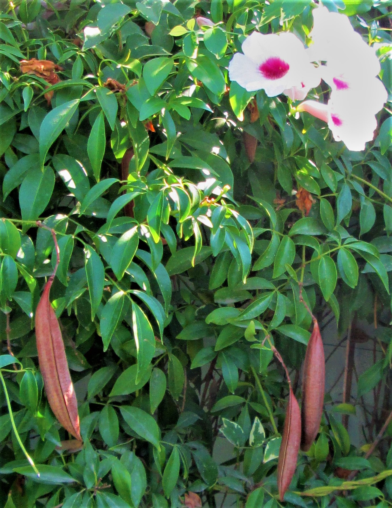 Pods and Buds by KJ Hannah Greenberg