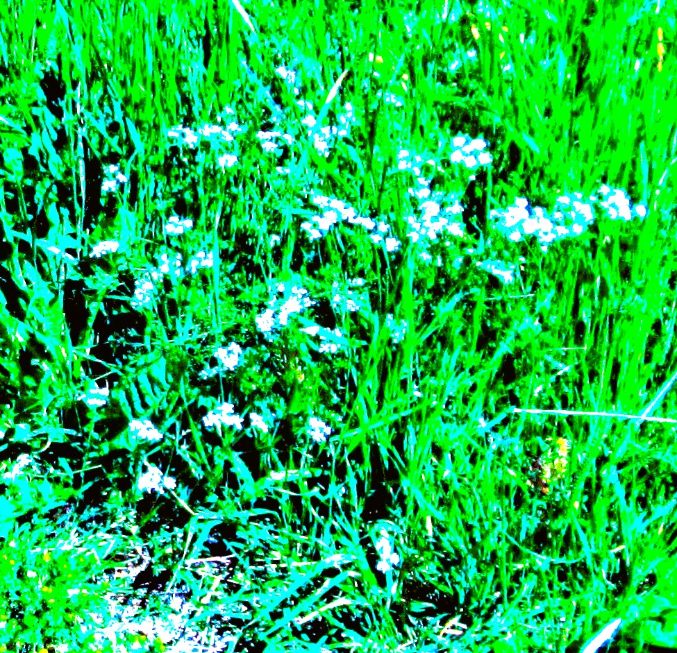 Flowering Grass by KJ Hannah Greenberg