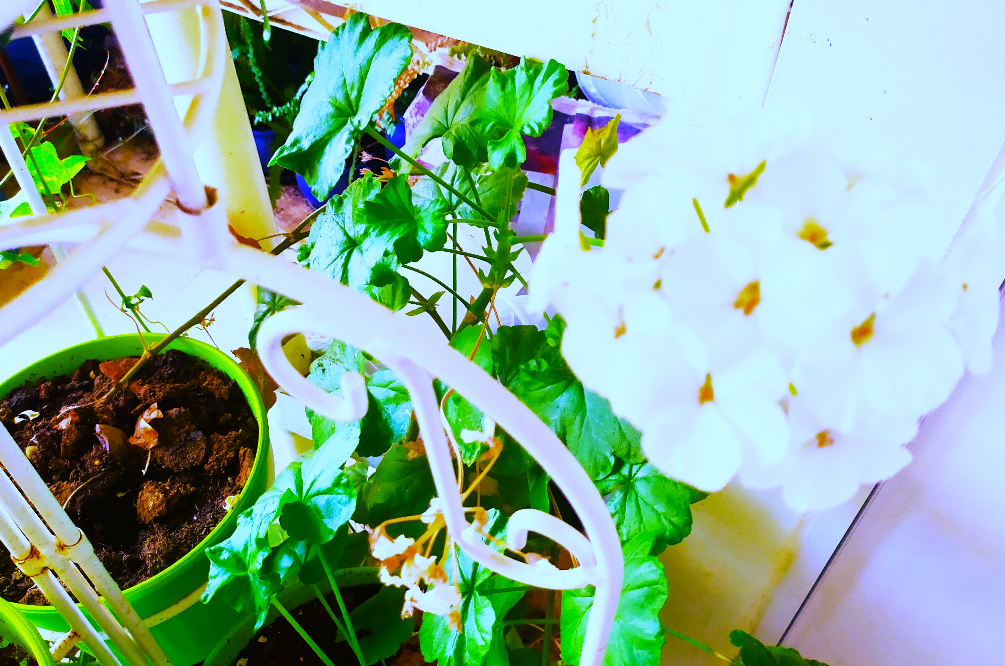 White Geranium by KJ Hannah Greenberg