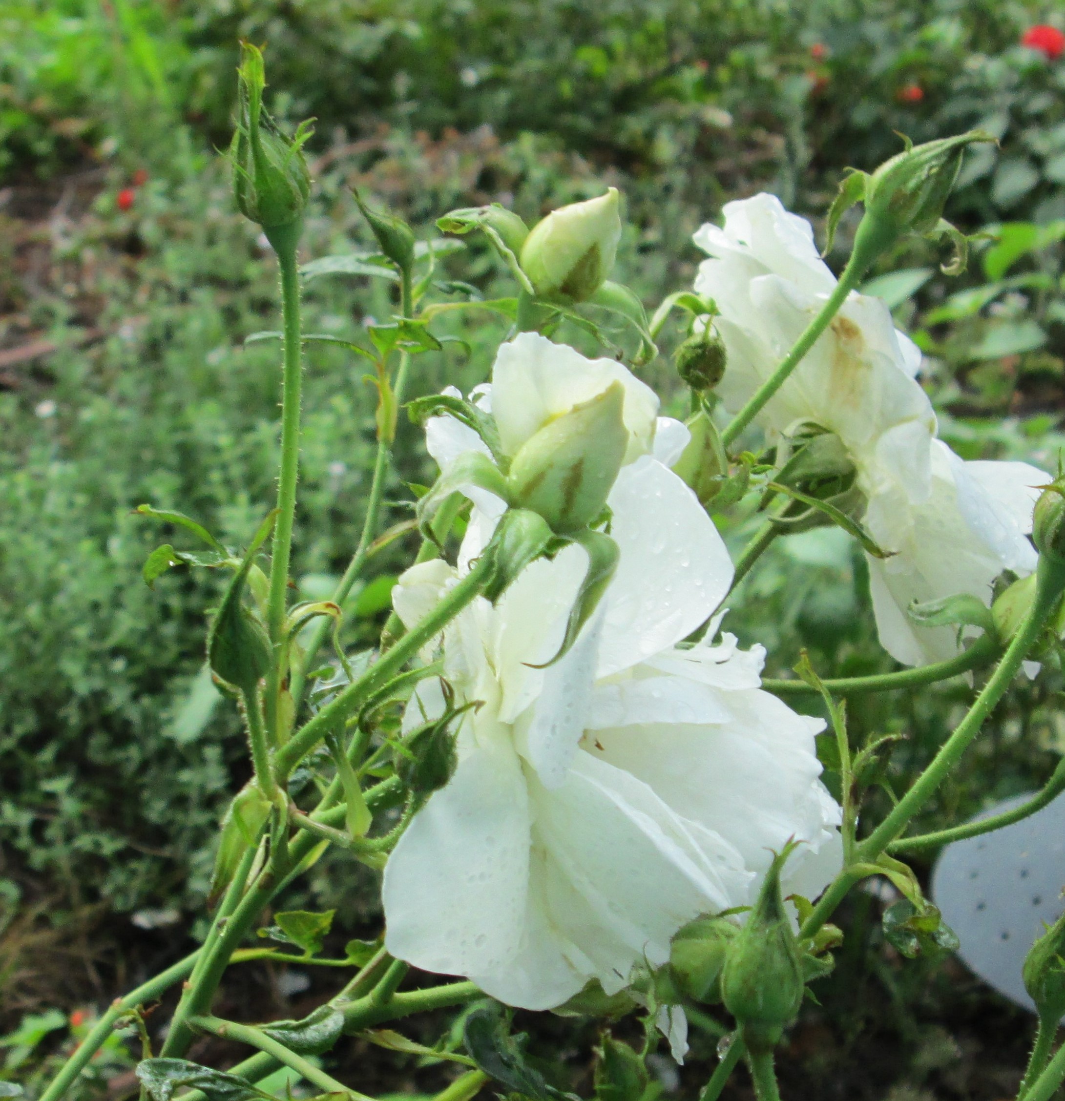 White Roses by KJ Hannah Greenberg