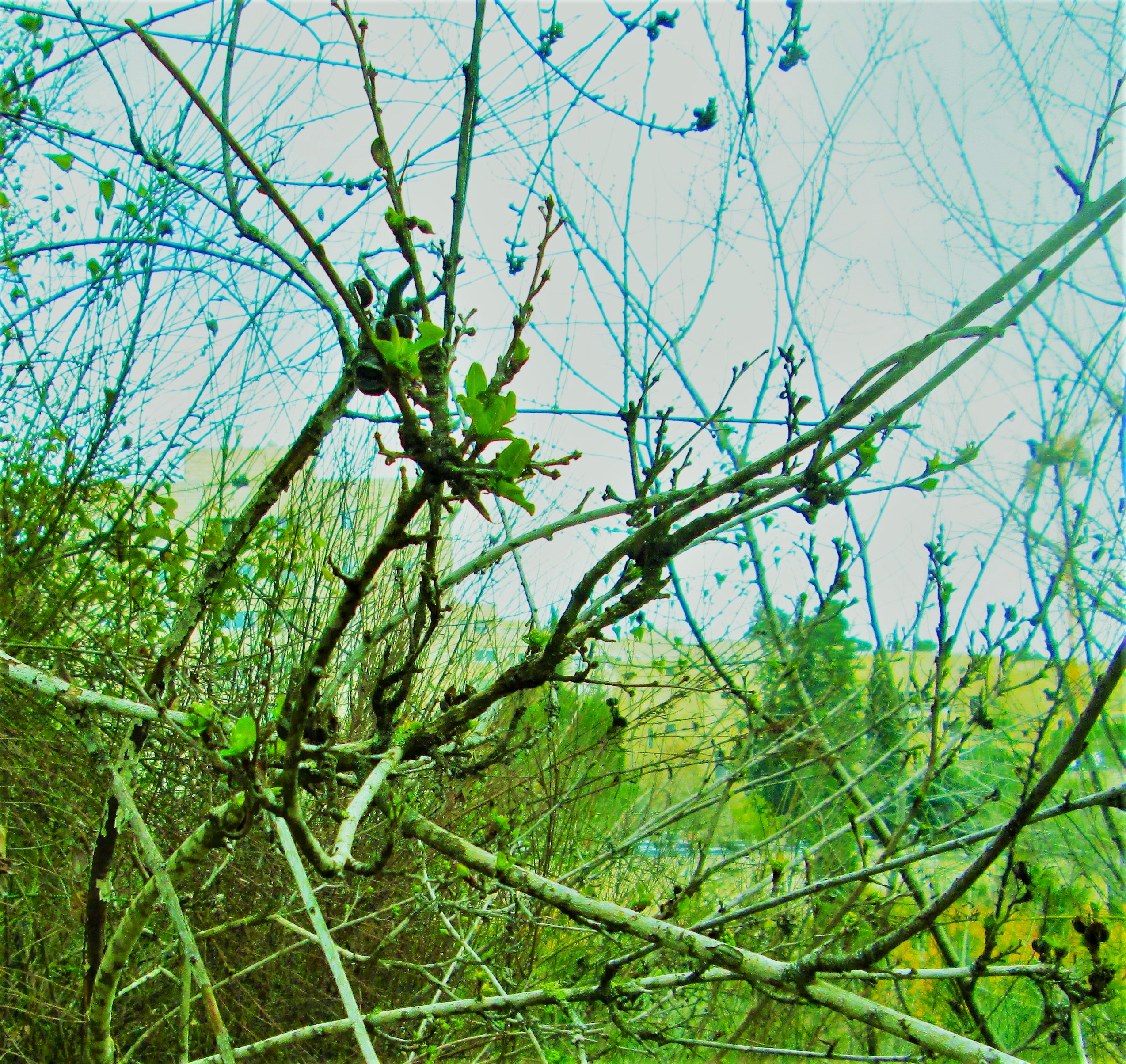 Spring Growth by KJ Hannah Greenberg