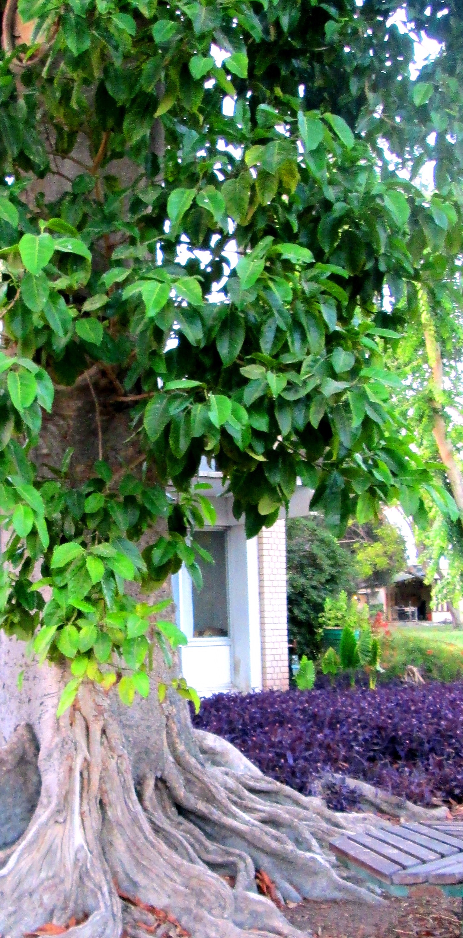 Tree by KJ Hannah Greenberg
