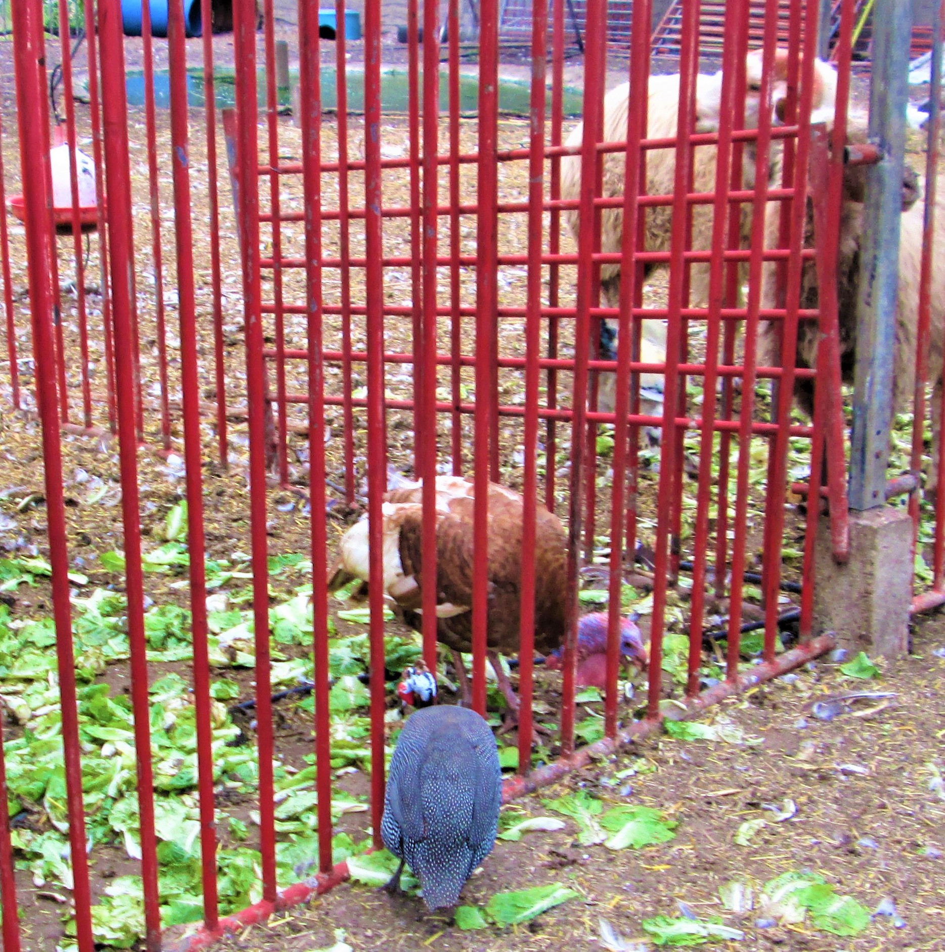 Fowl Friends by KJ Hannah Greenberg