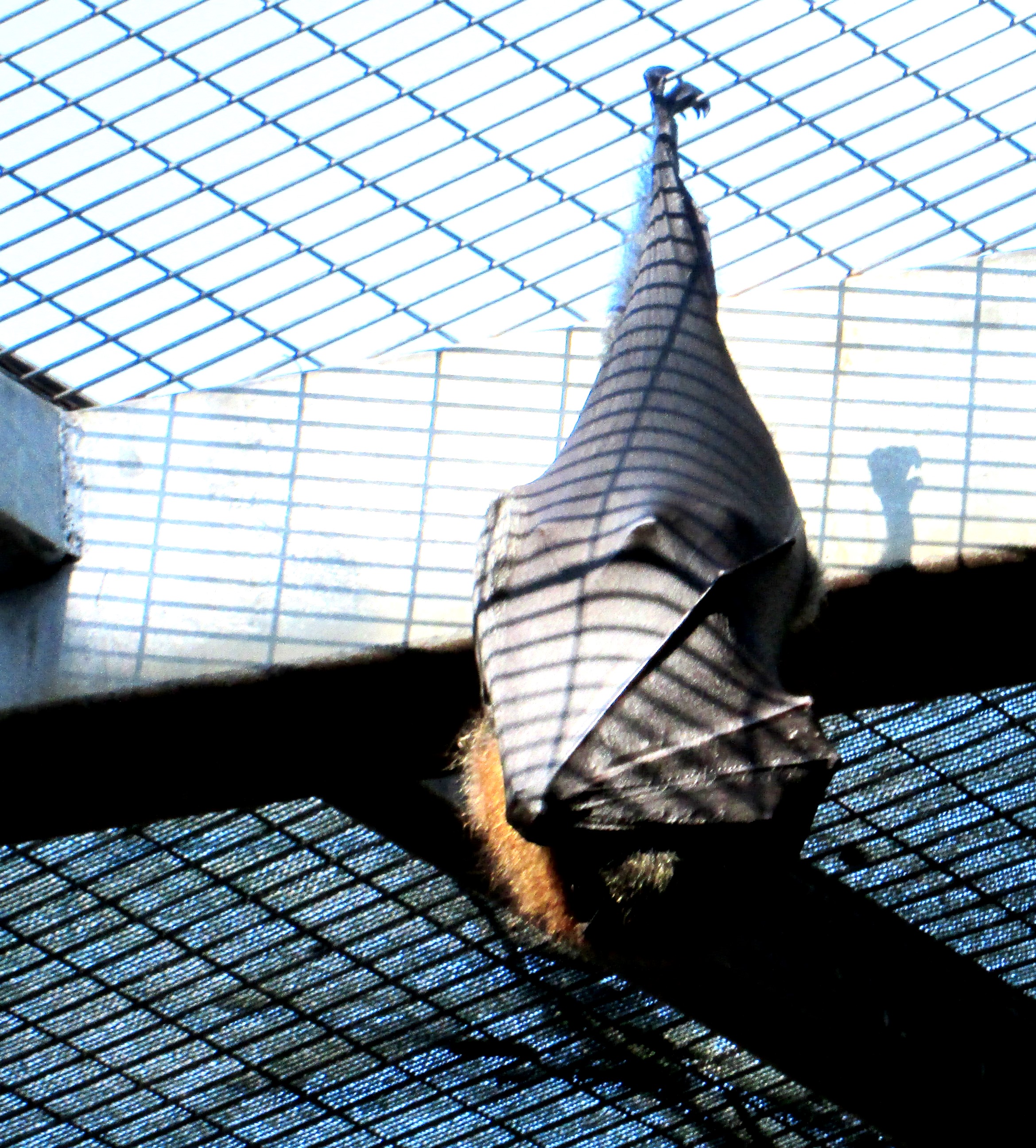 Sleeping Bat by KJ Hannah Greenberg