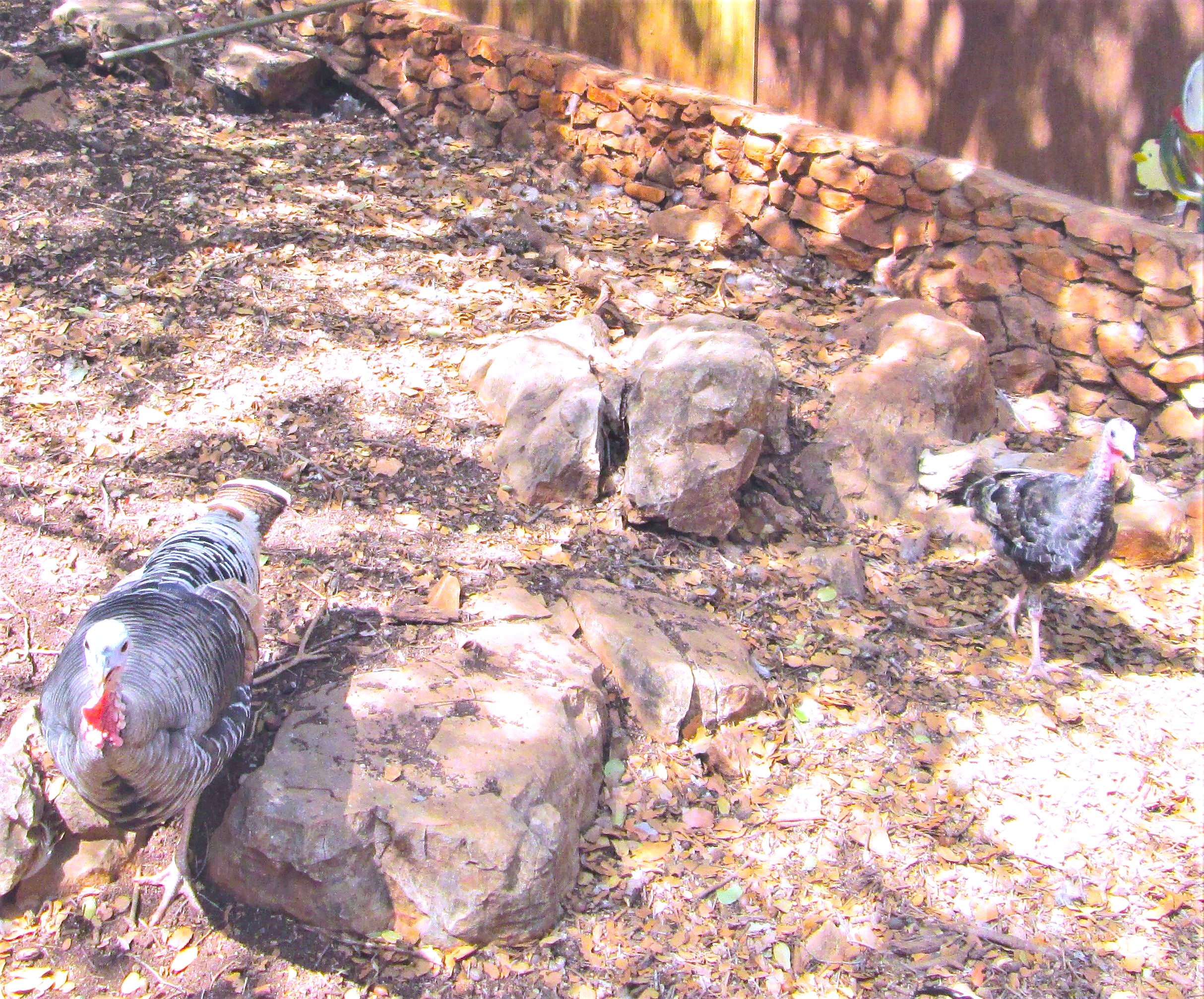 Young Turkeys by KJ Hannah Greenberg