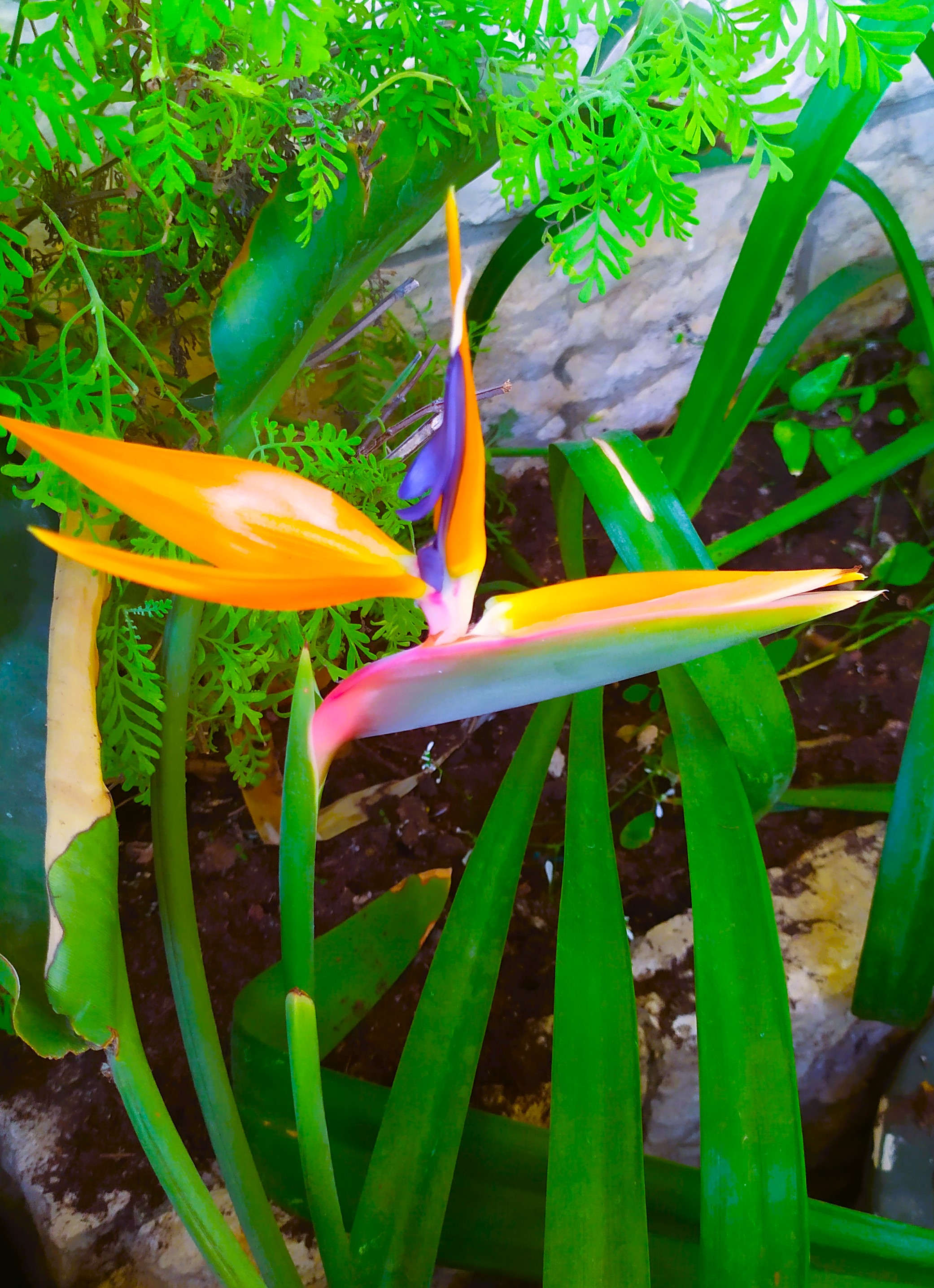 Bird of Paradise by KJ Hannah Greenberg