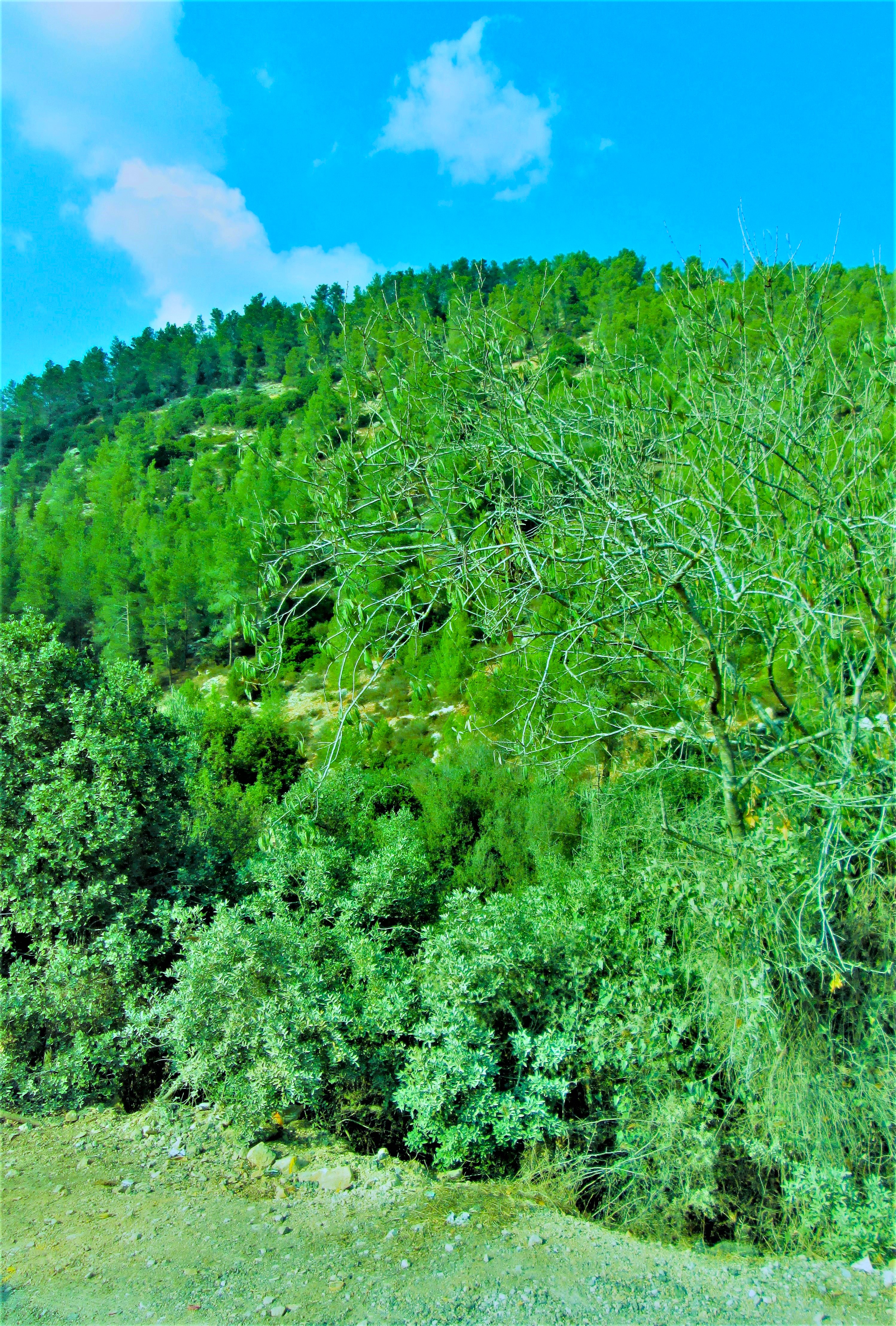 Forest Heightsby KJ Hannah Greenberg
