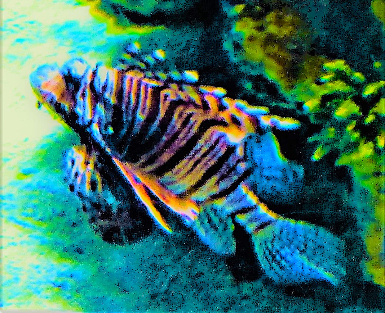 Beauty in Boldness by KJ Hannah Greenberg