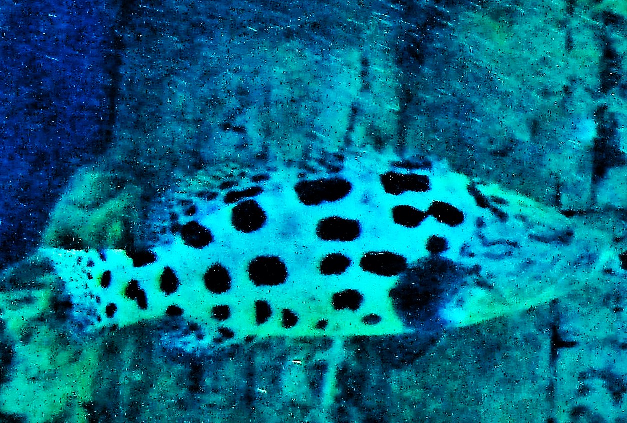 Blending In by KJ Hannah Greenberg