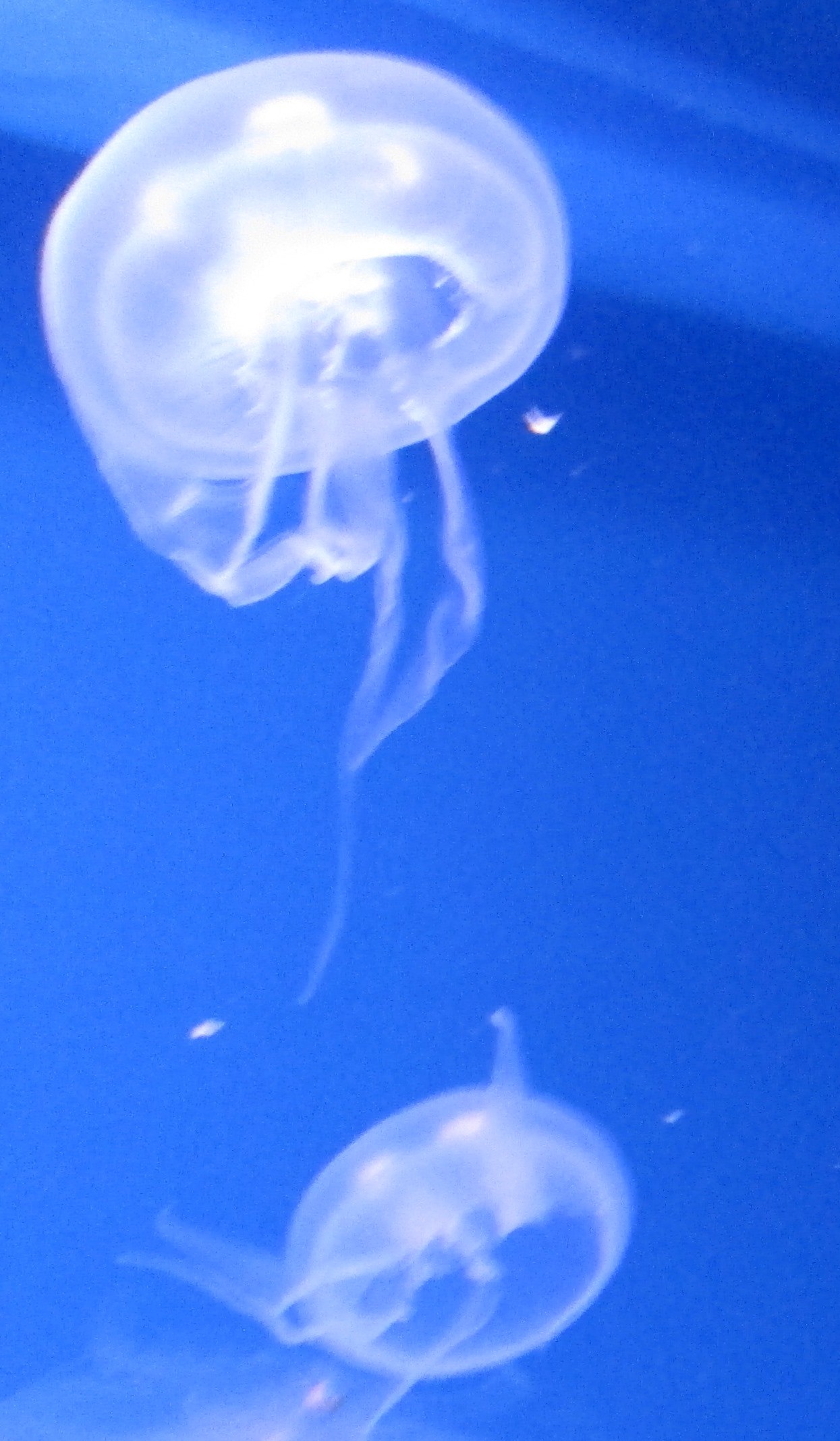 Jellyfish2 by KJ Hannah Greenberg