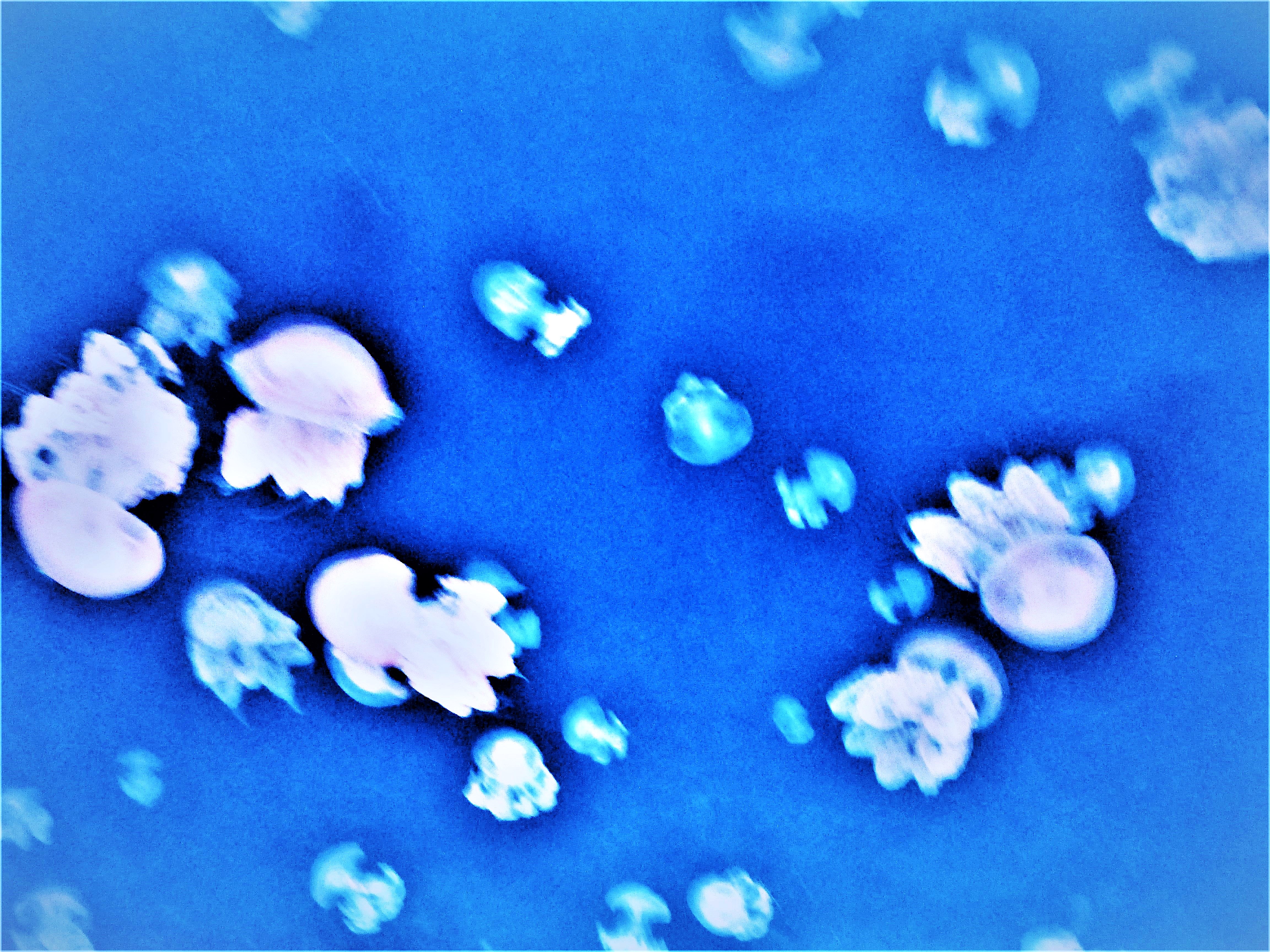 Trailing Tentacles by KJ Hannah Greenberg